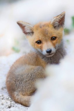 Sevimli küçük Tilki. Doğa Arka Plan. Tilki: Kızıl Tilki, Vulpes vulpes.