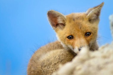 Sevimli küçük Tilki. Doğa Arka Plan. Tilki: Kızıl Tilki, Vulpes vulpes.