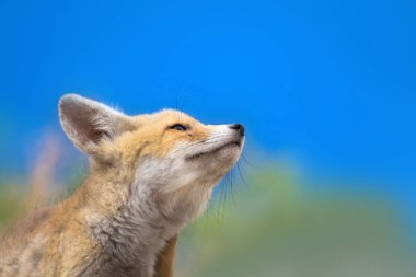 Sevimli küçük Tilki. Doğa Arka Plan. Tilki: Kızıl Tilki, Vulpes vulpes.