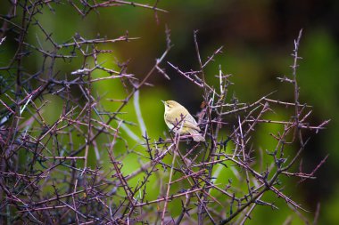 Doğa ve kuş. Renkli doğa arka plan.