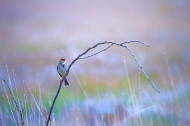 Doğa ve kuş. Renkli doğa arka plan.