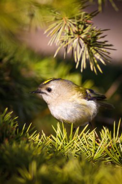 Sevimli orman kuşu. Ortak Firecrest. Regulus ignicapilla. Orman doğa arka plan.