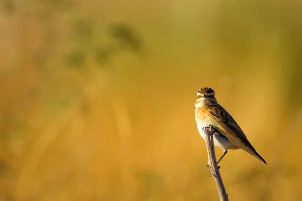 常见的可爱的小鸟Whinchat 萨西科拉 鲁贝特拉自然背景 — 图库照片