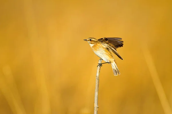 Common Cute Bird Whinchat Saxicola Rubetra Nature Background — Stock Photo, Image