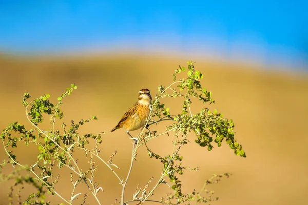 Közönséges Aranyos Madár Whinchat Saxicola Rubetra Természet Háttere — Stock Fotó