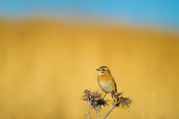 Gemeenschappelijke Schattige Vogel Whinchat Saxicola Rubetra Natuur Achtergrond — Stockfoto