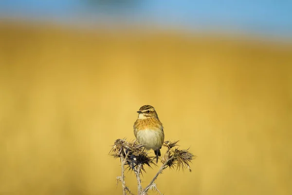 Pássaro Bonito Comum Whinchat Saxicola Rubetra Natureza Fundo — Fotografia de Stock