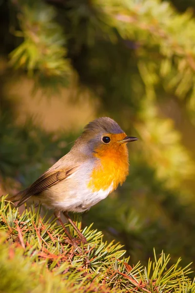 Cute bird. Forest background. European Robin. Erithacus rubecula and Pine tree.