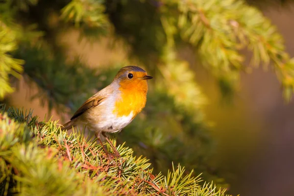Lindo Pájaro Fondo Forestal Robin Europeo Erithacus Rubecula Pino —  Fotos de Stock