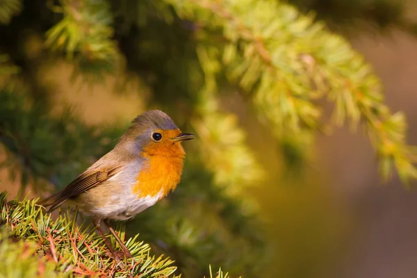 Cute bird. Forest background. European Robin. Erithacus rubecula and Pine tree.
