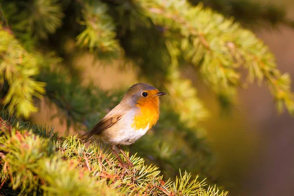 Cute bird. Forest background. European Robin. Erithacus rubecula and Pine tree.