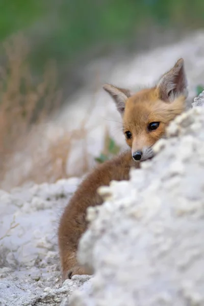 Симпатичный Лис Фон Природы Red Fox Vulpes Vulpes — стоковое фото