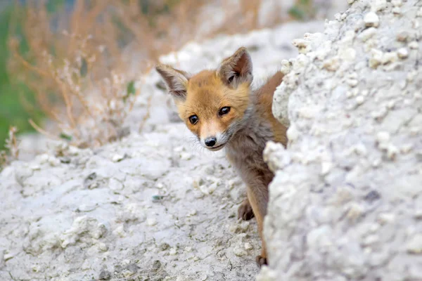 Cute Fox. Nature Background. Red Fox,Vulpes vulpes.