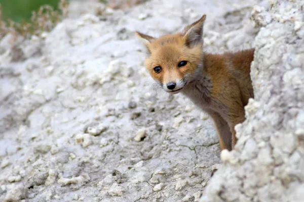 可爱的狐狸自然背景 — 图库照片