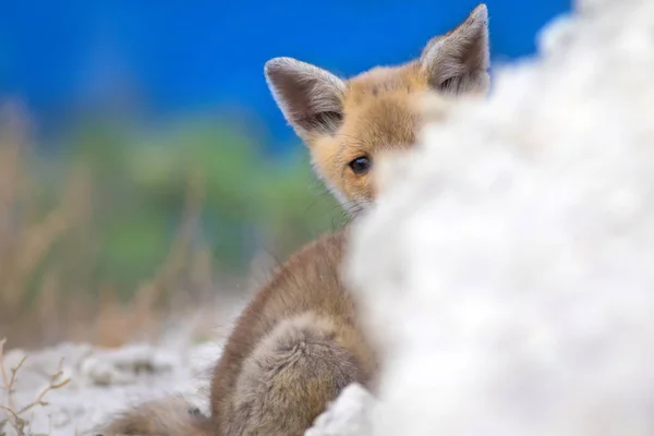 可爱的小狐狸自然背景 — 图库照片