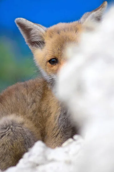 Милый Лис Фон Природы Fox Red Fox Vulpes Vulpes — стоковое фото