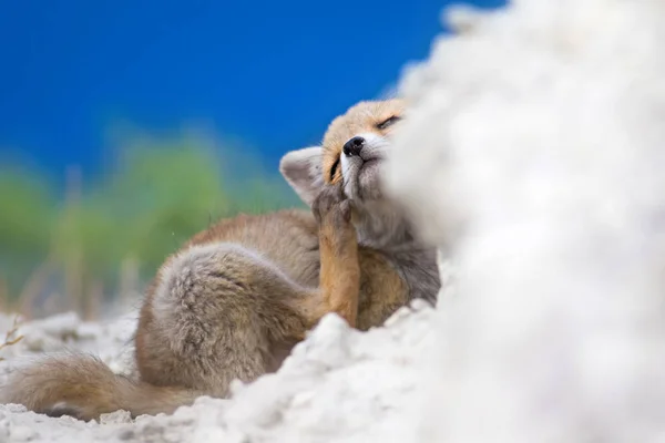 Sevimli Küçük Tilki Doğa Arka Plan Tilki Kızıl Tilki Vulpes — Stok fotoğraf