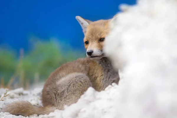 Милый Лис Фон Природы Fox Red Fox Vulpes Vulpes — стоковое фото