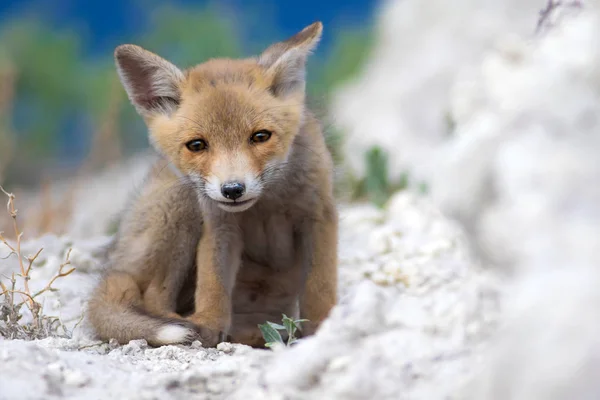 Raposa Fofinha Fundo Natureza Raposa Vermelha Vulpes Vulpes — Fotografia de Stock