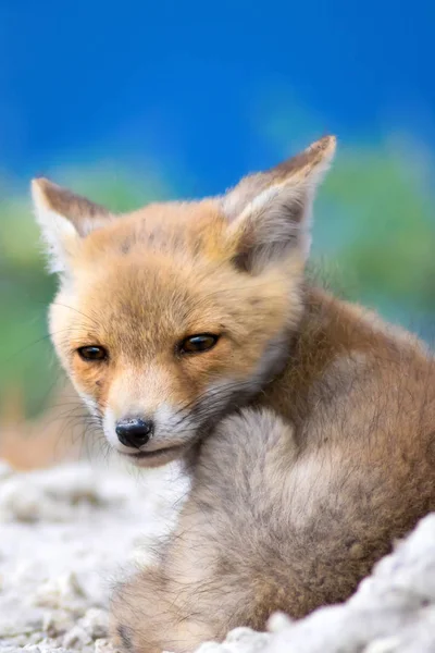 Söt Liten Räv Natur Bakgrund Räv Rödräv Vulpes Vulpes — Stockfoto