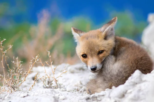 Sevimli Küçük Tilki Doğa Arka Plan Tilki Kızıl Tilki Vulpes — Stok fotoğraf