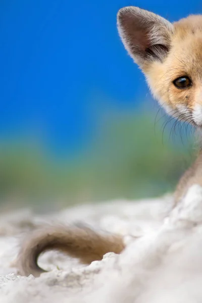 Niedlicher Kleiner Fuchs Natur Hintergrund Fuchs Rotfuchs Geier — Stockfoto