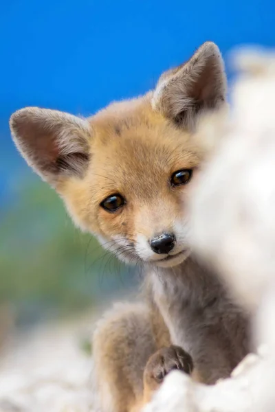 Carina Piccola Fox Sfondo Naturale Volpe Volpe Rossa Vulpes Vulpes — Foto Stock