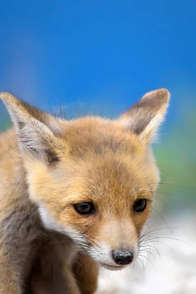 Χαριτωμένη Αλεπού Φυσικό Φόντο Αλεπού Κόκκινη Αλεπού Αιδοιοτρύπες — Φωτογραφία Αρχείου