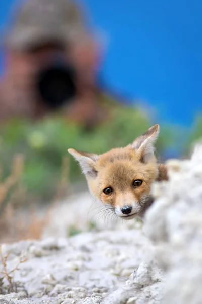 Joli Petit Renard Nature Contexte Renard Renard Roux Vulpes Vulpes — Photo