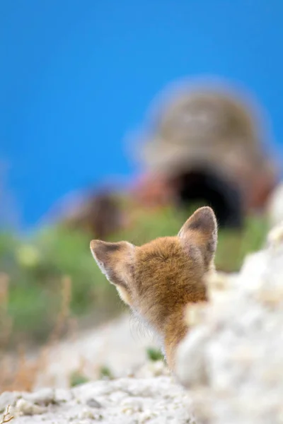 Raposa Fofinha Fundo Natureza Raposa Vermelha Vulpes Vulpes — Fotografia de Stock