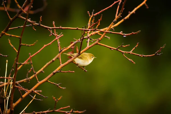 自然和鸟 五颜六色的自然背景 — 图库照片