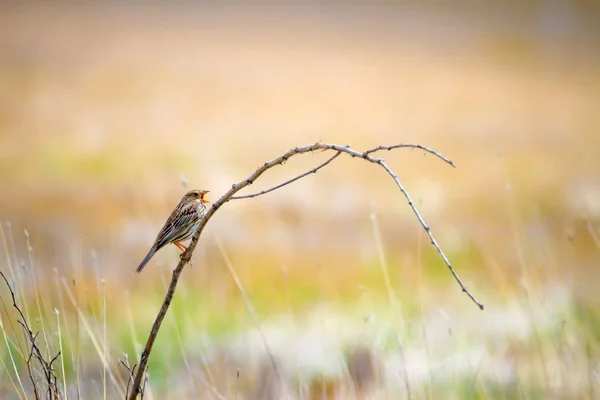 Natur Och Fågel Färgglad Natur Bakgrund — Stockfoto