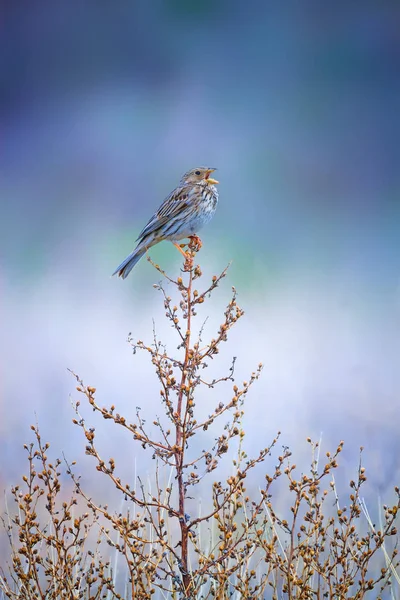 Nature and bird. Colorful nature background.