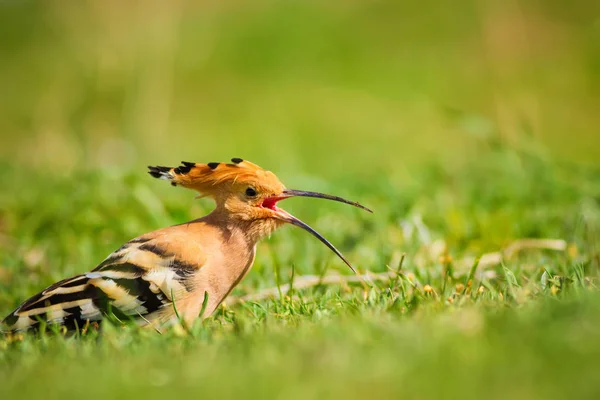 Wiedehopf Vogel Eurasischer Wiedehopf Upupa Epops Hintergrund Der Grünen Natur — Stockfoto