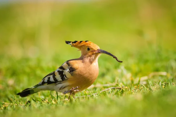 Niedlicher Vogel Wiedehopf Gelber Natur Hintergrund Eurasischer Wiedehopf Upupa Epops — Stockfoto