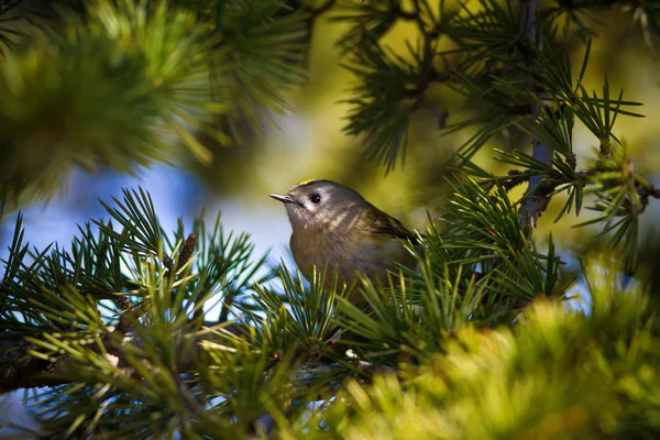 Sevimli orman kuşu. Ortak Firecrest. Regulus ignicapilla. Orman doğa arka plan.