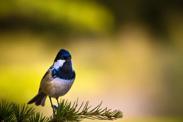 Uccellino Carino Sfondo Naturale Parco Giardino Foresta Uccello Coal Tit — Foto Stock