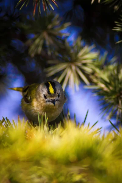 Joli Oiseau Forestier Firecrest Commun Regulus Ignicapilla Forêt Nature Arrière — Photo