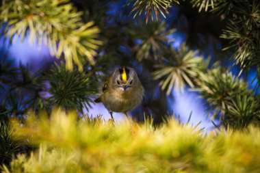 Sevimli orman kuşu. Ortak Firecrest. Regulus ignicapilla. Orman doğa arka plan.