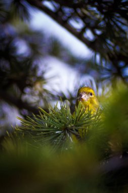 Sevimli kuş. Avrupa Greenfinch'i. Klor klor. Yeşil doğa arka planı.