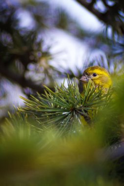 Sevimli kuş. Avrupa Greenfinch'i. Klor klor. Yeşil doğa arka planı.