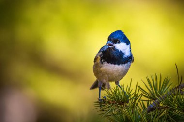 Sevimli küçük kuş. Doğa arka planı. Park, bahçe orman kuşu: Kömür meyonu. 