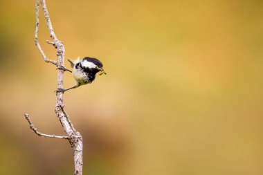 Sevimli küçük kuş. Doğa arka planı. Park, bahçe orman kuşu: Kömür meyonu. 