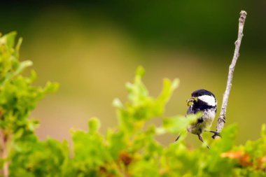 Sevimli küçük kuş. Doğa arka planı. Park, bahçe orman kuşu: Kömür meyonu. 