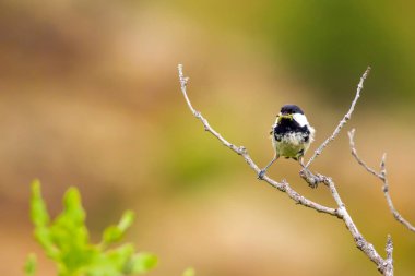 Sevimli küçük kuş. Doğa arka planı. Park, bahçe orman kuşu: Kömür meyonu. 