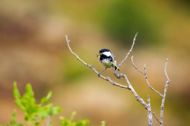 Sevimli küçük kuş. Doğa arka planı. Park, bahçe orman kuşu: Kömür meyonu. 