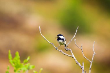 Sevimli küçük kuş. Doğa arka planı. Park, bahçe orman kuşu: Kömür meyonu. 