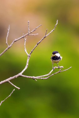 Sevimli küçük kuş. Doğa arka planı. Park, bahçe orman kuşu: Kömür meyonu. 