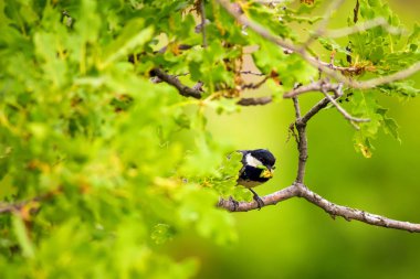 Sevimli küçük kuş. Doğa arka planı. Park, bahçe orman kuşu: Kömür meyonu. 