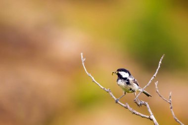 Sevimli küçük kuş. Doğa arka planı. Park, bahçe orman kuşu: Kömür meyonu. 
